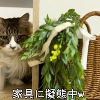 家具に擬態しているぽこまる