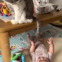 触らせる猫
