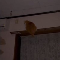 足を滑らせる猫