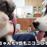 犬に見られる子猫