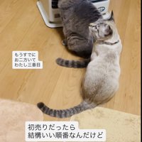 ストーブに並ぶグレートラ猫とシャムトラ猫