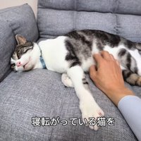 横になっている猫