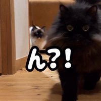 猫の後ろにいる別の猫