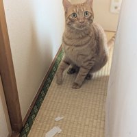畳の上でおすわりする猫