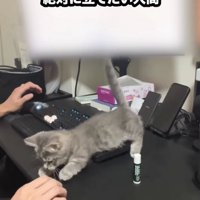 キーボードに乗る子猫