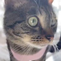 飼い主の方へ体を向ける猫