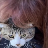 投稿主さんにバックハグされるキジ白猫