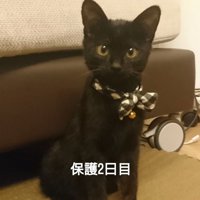 首輪をつけた子猫
