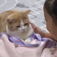 バッグを掴んでいる猫