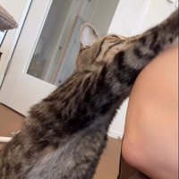 人に向かって手を伸ばしている猫