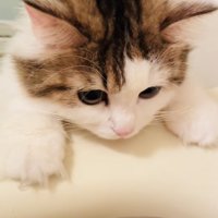 バスタブに両手をついて入浴中の飼い主さんを見るミヌエット