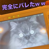 モニターをガン見する猫