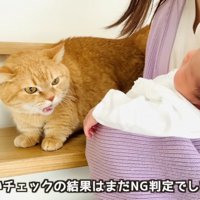 赤ちゃんを威嚇する茶トラマンチカン