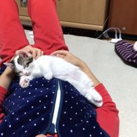 男の子のお腹の上で寝る子猫