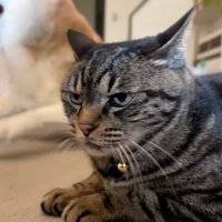 少し横を向く猫