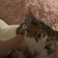 飼い主の指をくわえている目を閉じた猫