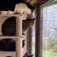 キャットタワーから窓の外を眺める4匹の猫