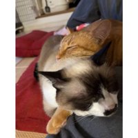 寝ている猫
