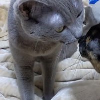 グレー猫とサビ猫