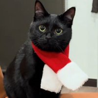 飼い主さんを見る猫