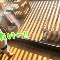 テロップ「遊びたいー!!」