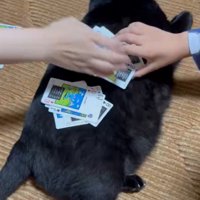 背中にトランプを置かれている黒猫