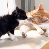 鼻キス