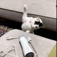 ドライヤーにパンチする三毛猫