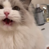 鳴いている猫の顔