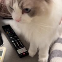 抱っこされる猫