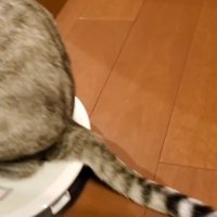 猫のしっぽ