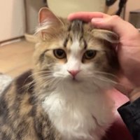 人に撫でられている猫