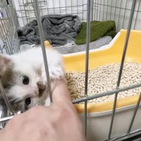 人の指にじゃれる子猫