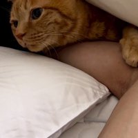 男性の腕に顔を乗せて、布団の外を見る猫