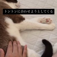横たわっている猫とお尻に指先を沈ませている飼い主の手（尻尾下がっている）