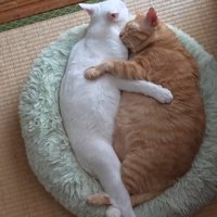 くっついて眠る2匹の猫