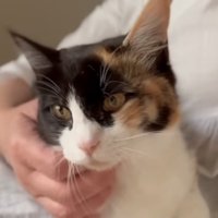 人のひざの上に乗る猫