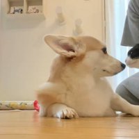 顔を寄せ合う犬と猫