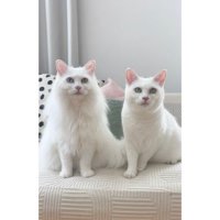 室内にいる猫たち