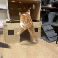 うまくいかない猫