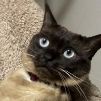 空虚な表情を浮かべる猫
