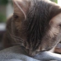 嗅ぐクリエちゃん