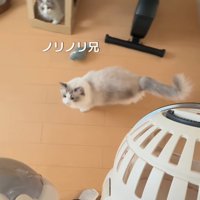 キャリーを見ている2匹の猫