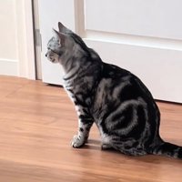 ドアの先を見つめる猫