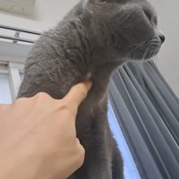 首元で遊ばれる猫