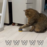 左手をベルに乗せている猫の横姿