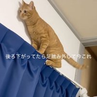 後ろに下がる猫