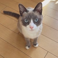 床にお座りする猫