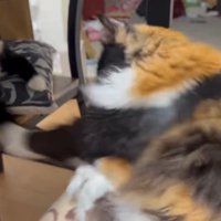 猫パンチする三毛猫