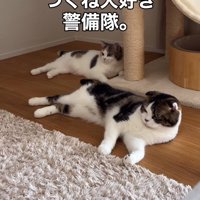 フローリングの上で横になる2匹の猫